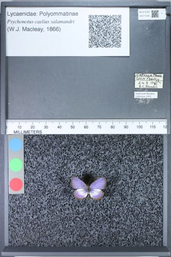 Media type: image;   Entomology 71595